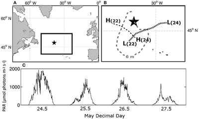 Photoacclimation Responses in Subarctic Atlantic Phytoplankton Following a Natural Mixing-Restratification Event